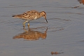 pectoral sandpiper, sandpiper-3_edited-1